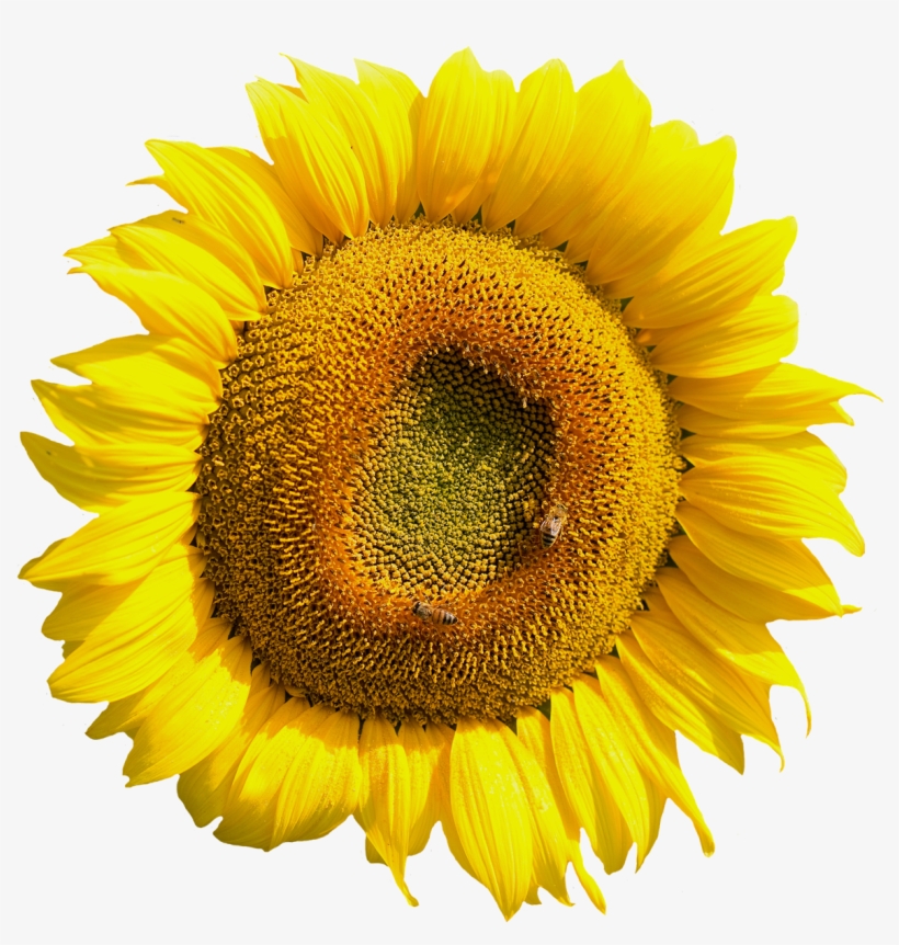Free Yellow Sunflower Flower Png Image - Sun Flower Flower Png, transparent png