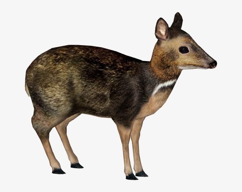 Philippine Mouse-deer - Philippine Mouse Deer Png, transparent png