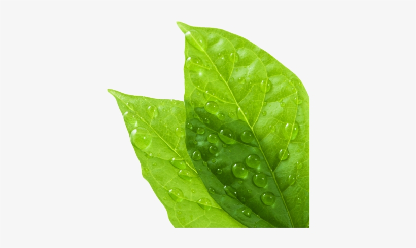 Dew Drops On Leaf Png, transparent png