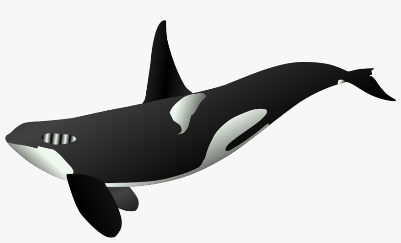 Free Vector Graphic - Killer Whale Full Body, transparent png