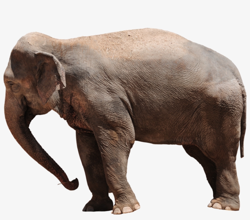Elephant Png Transparent - Transparent Elephant Png, transparent png