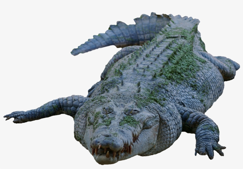 Crocodile Png, transparent png