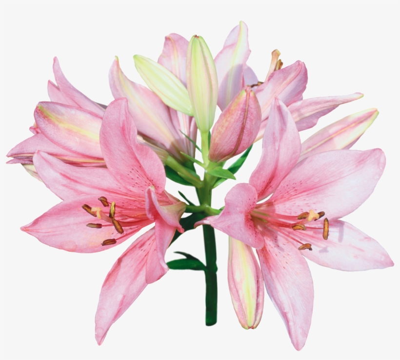 You Might Also Like - Pink And White Lily Flowers, transparent png