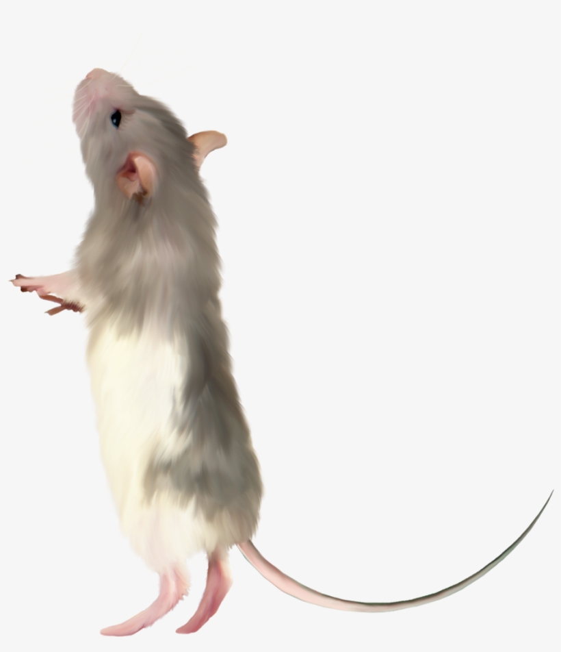 Mouse .png, transparent png