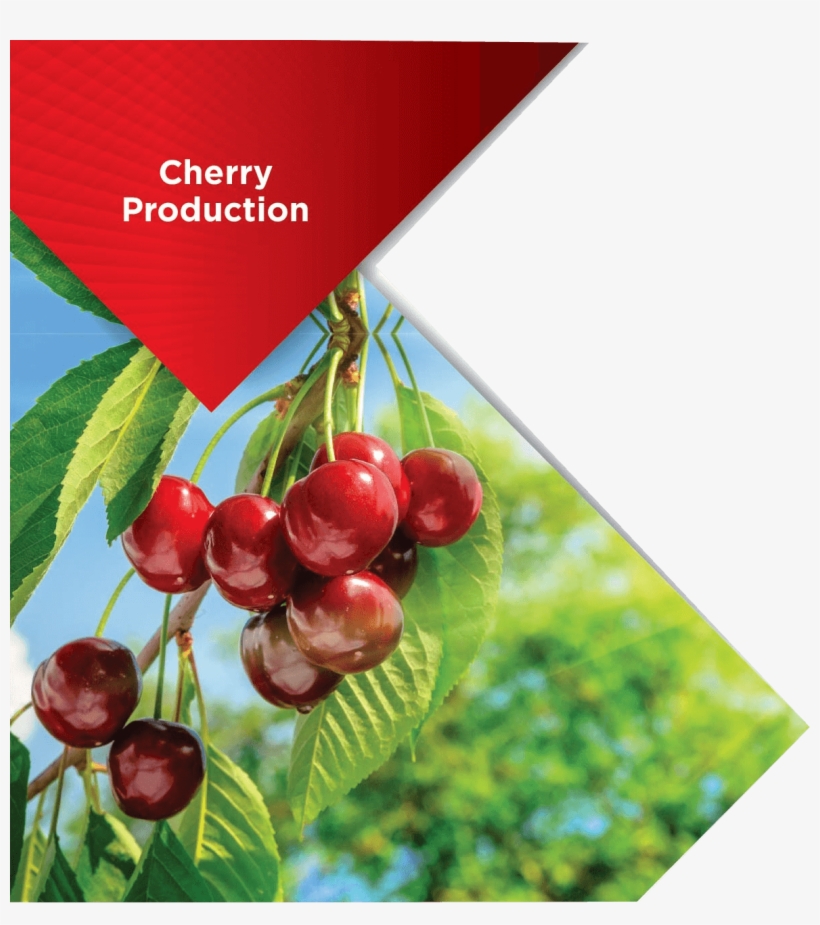Cherry - Fruits Et Plantes Sauvages, transparent png