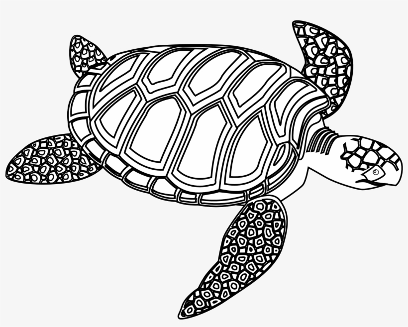 Drawn Sea Turtle Black And White - Green Sea Turtle Black And White, transparent png