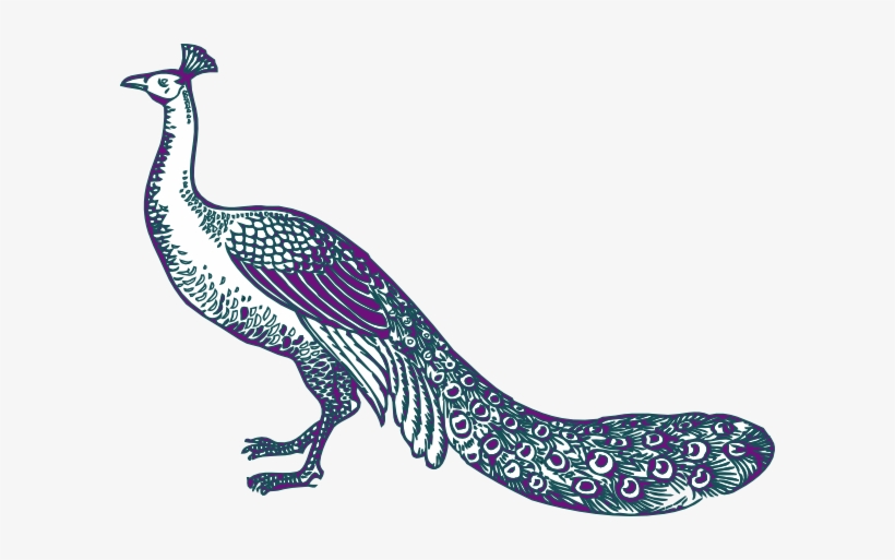Peafowl Clipart Purple Peacock - Purple And Teal Peacock, transparent png