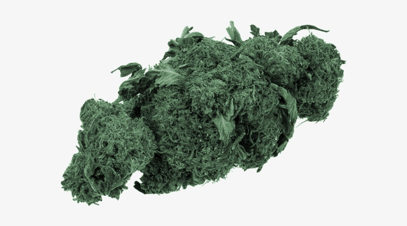 Let's Call Weed Flowers - Site Seacoastonline Com Marijuana, transparent png