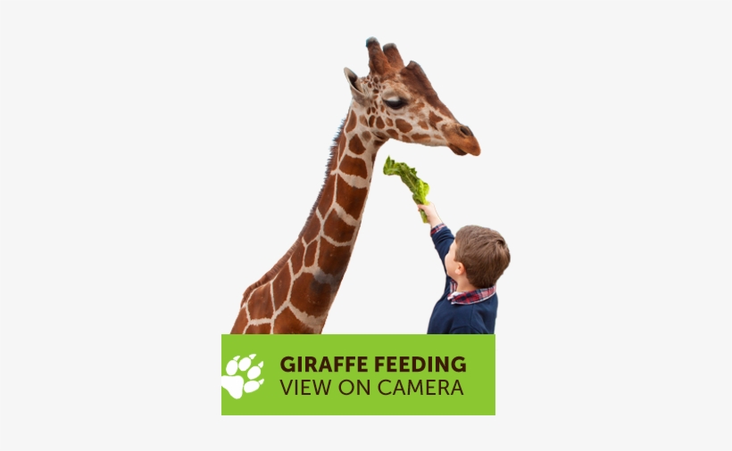 Giraffe, transparent png
