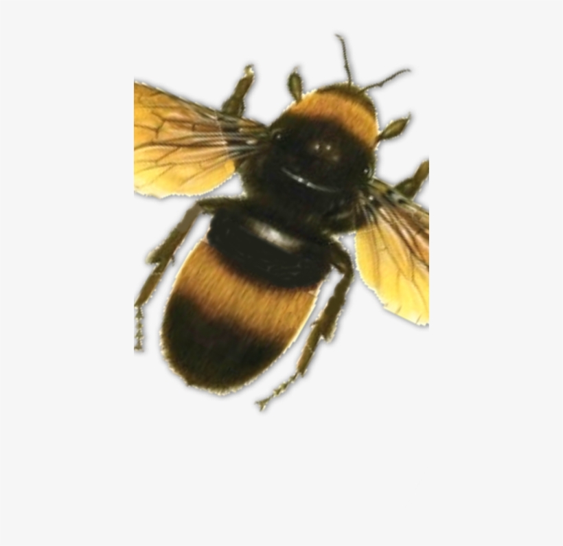 Bee-430x860 - Bees Psd, transparent png