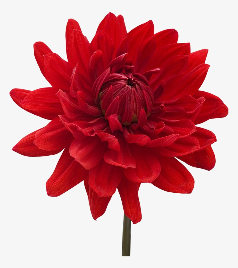 Dahlia Png Transparent Images - Zen Cinemax 4g 5.5 Inch Marshmallow 2gb, transparent png