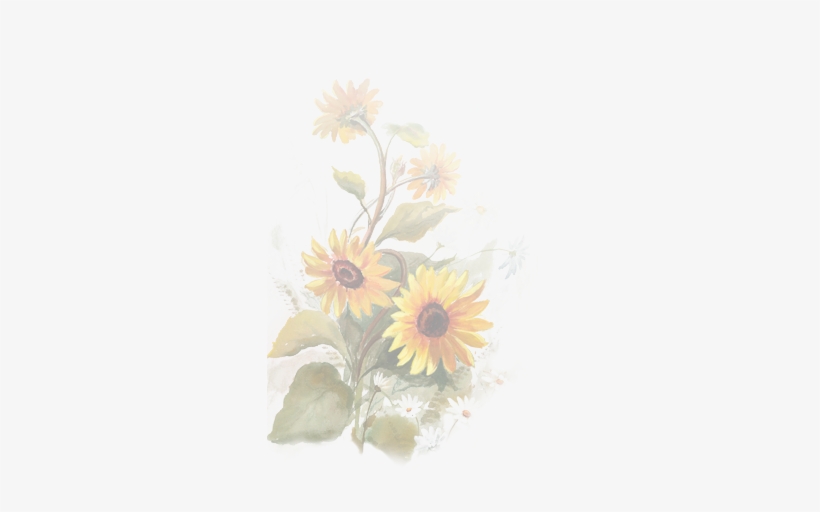 Chrysanths, transparent png
