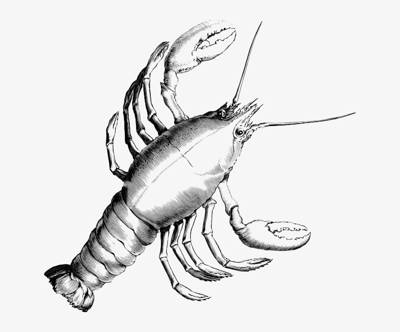 Lobster, Crab, Crustacean, Crayfish, Shrimp, Crawfish - Cancer Constellation, transparent png