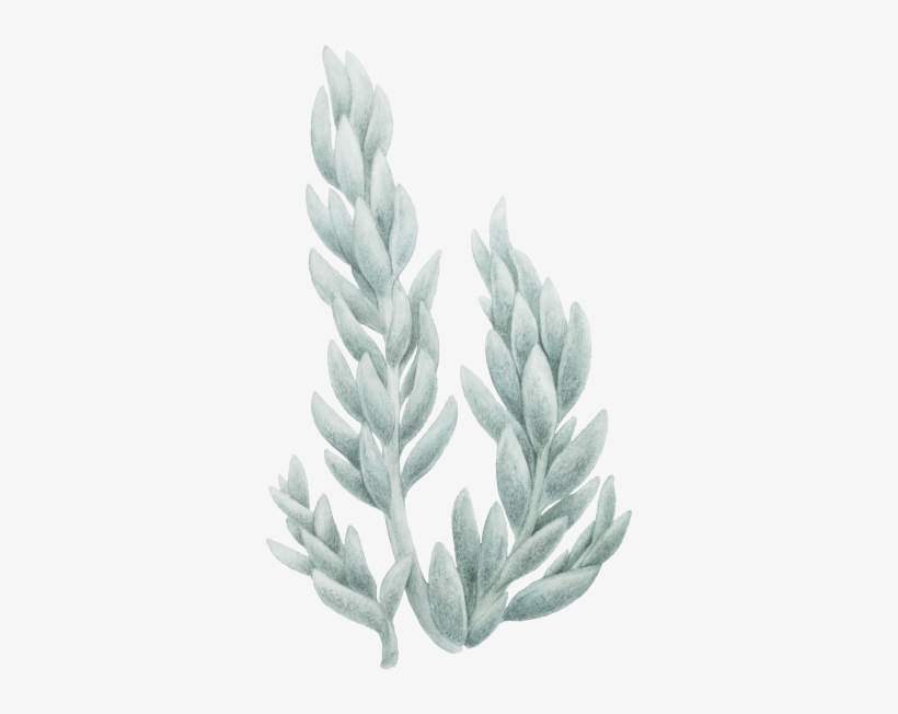 Senecio Haworthii - Einkorn Wheat, transparent png
