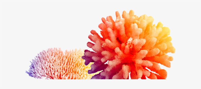 Coral Hd Png, transparent png