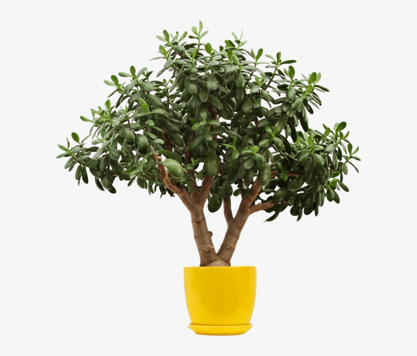 Lemon-tree - Raindrops Wall Stickers, transparent png