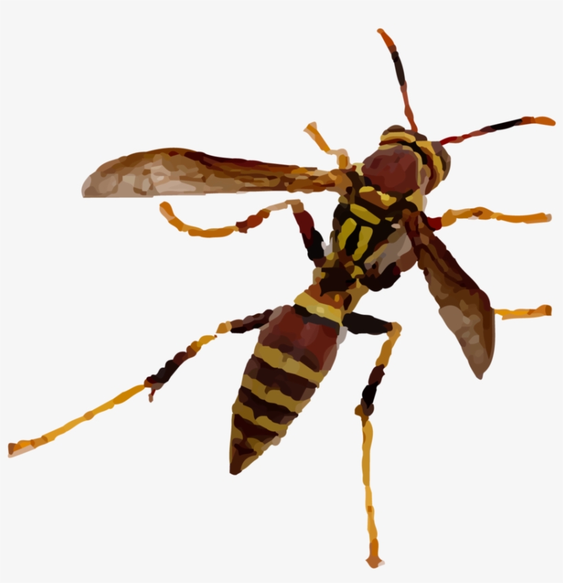 Bees & Wasps - Wasp, transparent png