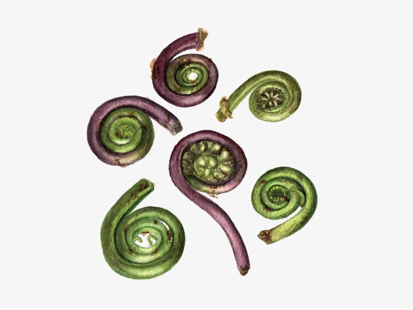 Fiddleheads - Fiddlehead Fern - 500x536 PNG Download - PNGkit