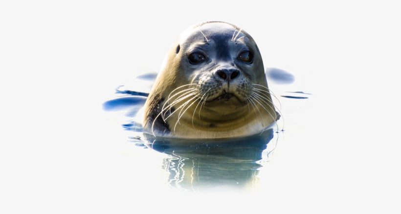 Download Seal In Water Png Image - Crocodile In Water Png, transparent png