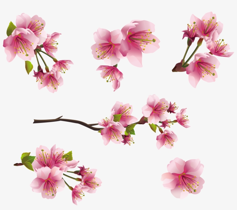 Pink Spring Branch Elements Png Clipart Picture - Sakura Blossom - Japanese Cherry Tree Mug, transparent png