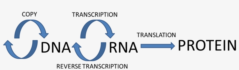 Central Dogma - 21st Century, transparent png