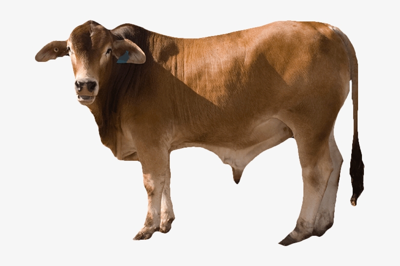 Cow Png - Bull Cow Png, transparent png