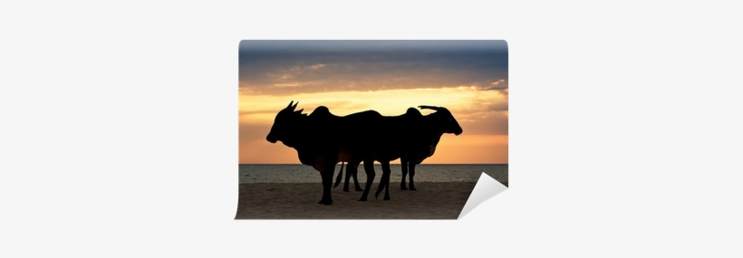 Zebu Are Standing On The Beach At Sunset Wall Mural - Zebu, transparent png