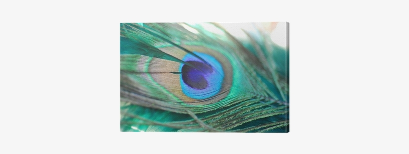 Single Peacock Feathers With Flute Png Download - Feather, transparent png