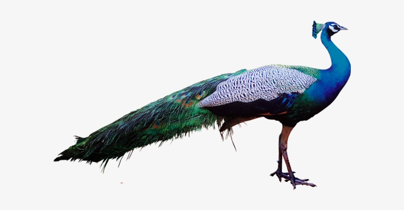 Peacock Stock Png Transparent - Peacock In Psd, transparent png