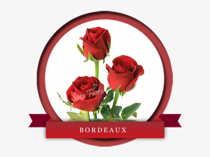 Dark Red Premium Variety Bordeaux Is A Big Headed Noble - Floribunda, transparent png
