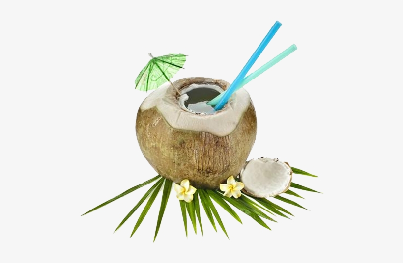 the coconut processing therefore traditionally remained fresh coconut water 611x476 png download pngkit the coconut processing therefore