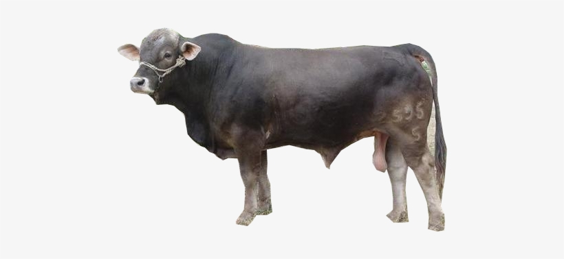 Toro - Toro Png, transparent png