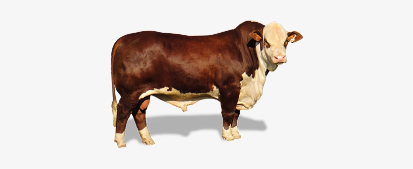 Información General - Vaca De Engorde Png, transparent png