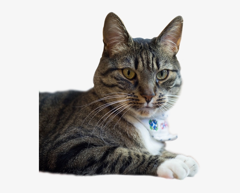 Bel Aire Pet Clinic - Cat, transparent png