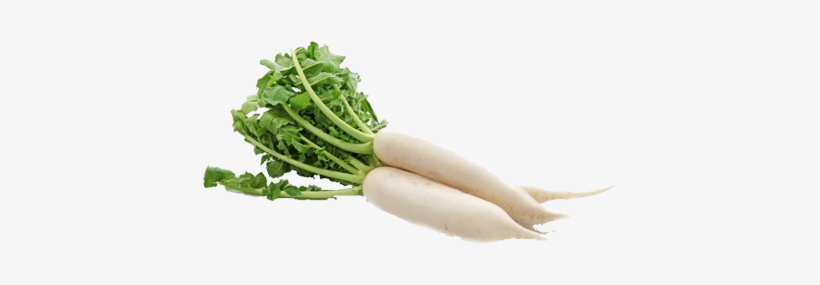 Notice - - Radish Vegetables, transparent png