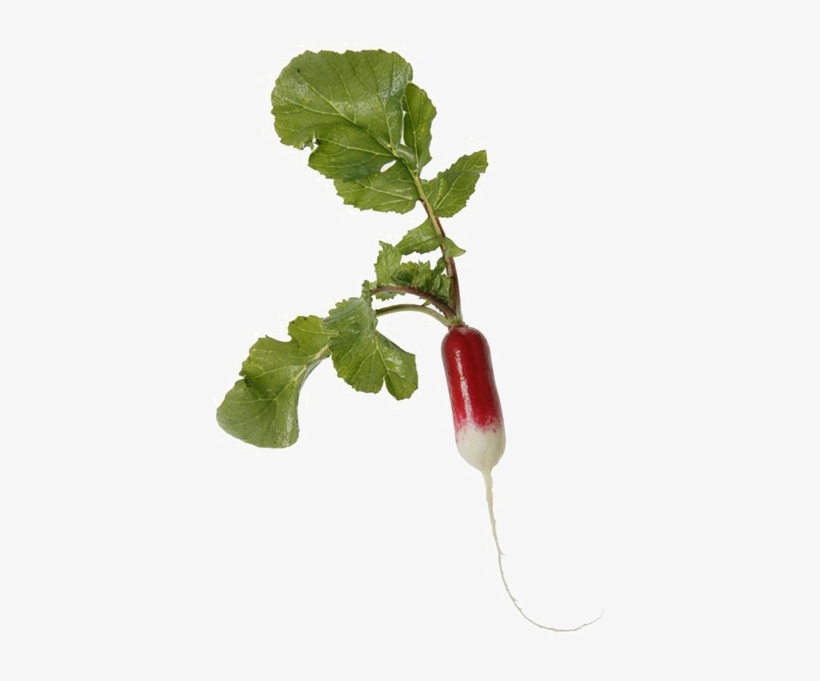 Radish Png Transparent Image - Snow Peas, transparent png