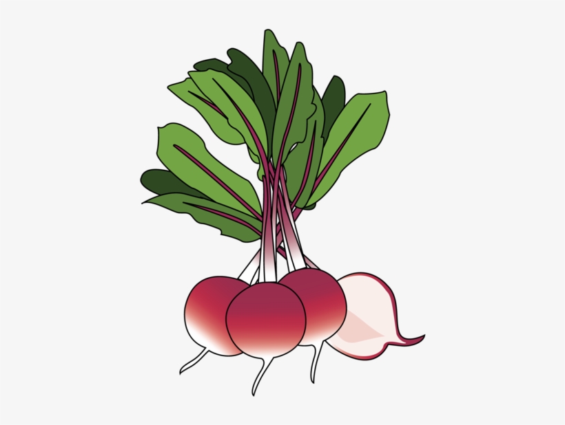 Radish, transparent png