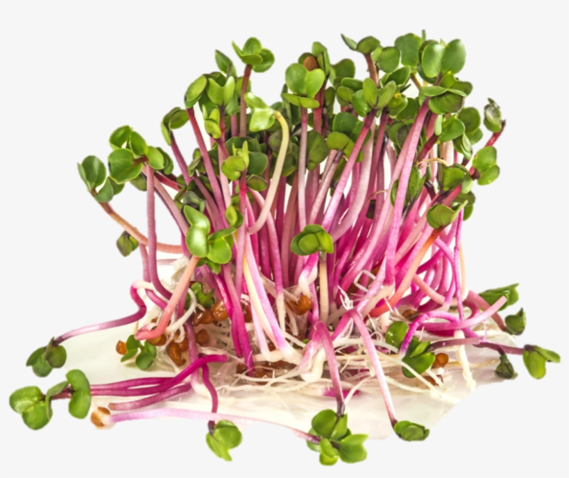 Organic Radish Sprouts - Radieschensprossen, transparent png