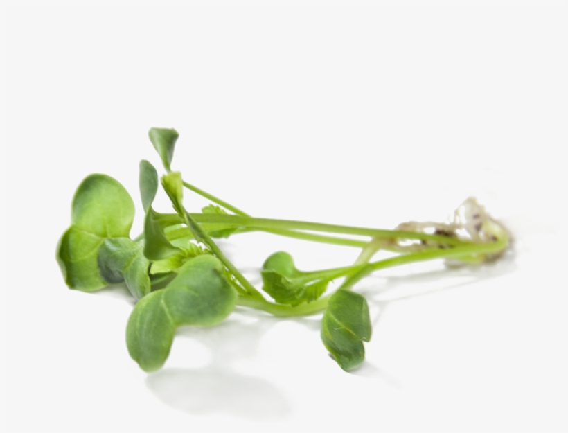 Radish Sprouts - Radish, transparent png