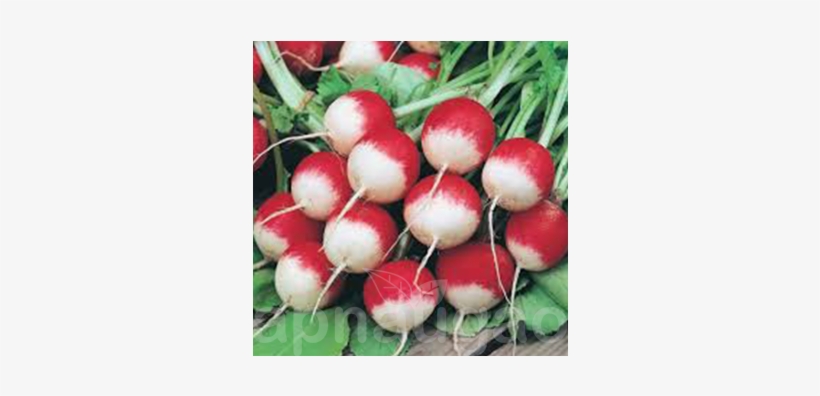 Mr Fothergill's Radish Poloneza Seeds, transparent png