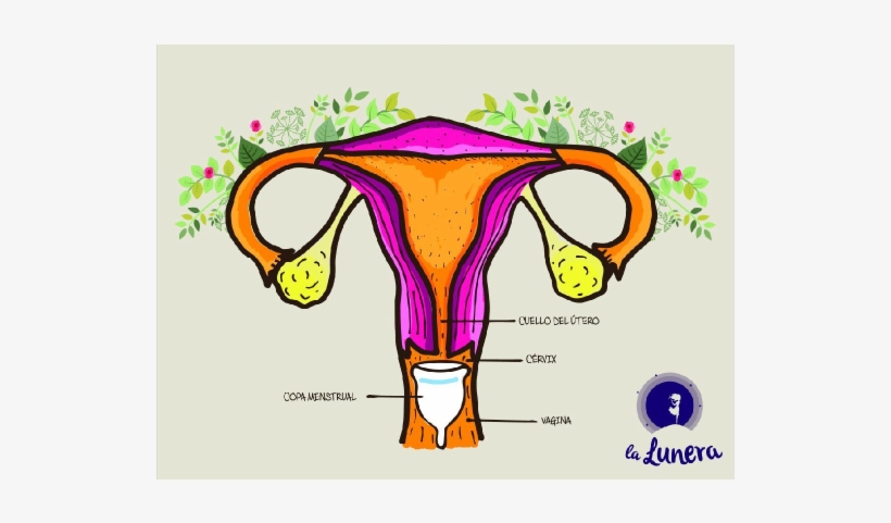 ¿cómo Funcionan Y Se Usan Las Copas Menstruales - Utero Copa Menstrual, transparent png