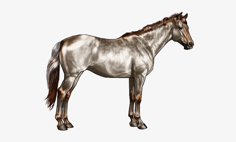Later On In The Greying Out Phase Of A Chestnut Horse - Black And Grey Horse, transparent png