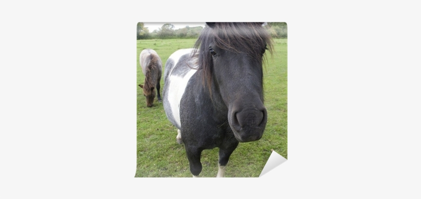 Horse, transparent png