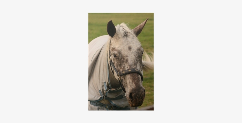 Mare, transparent png
