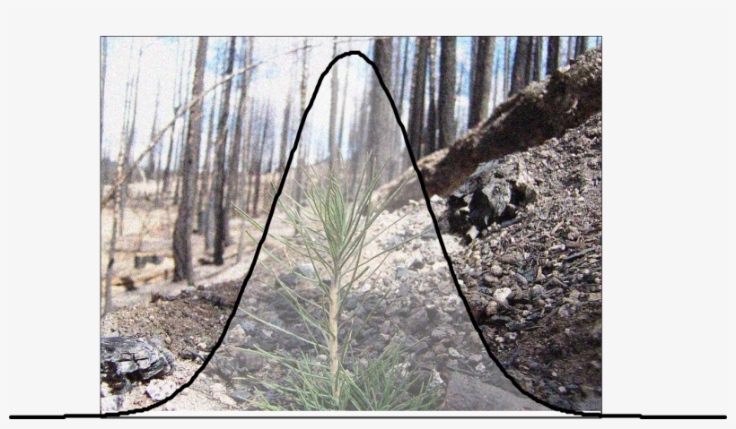 Pond Pine, transparent png