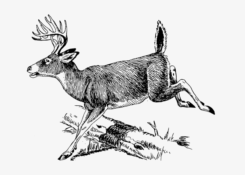 Deer, Log, Jumping, Over, Leaping, Animal, Mammal - Whitetail Deer Line Art, transparent png