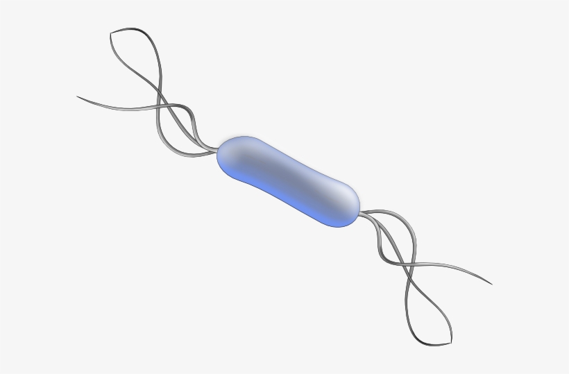 Bacteria Png - Listeria Clipart, transparent png