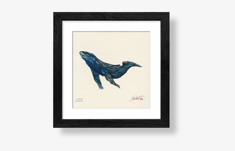Ballena Jorobada Megaptera Novaeangliae - Humpback Whale, transparent png