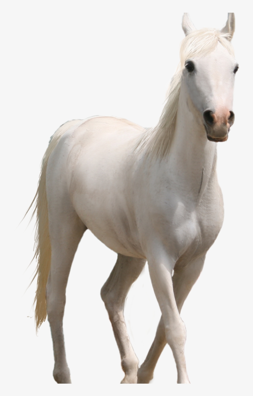 Fire Png Hd Source - Horse Png, transparent png