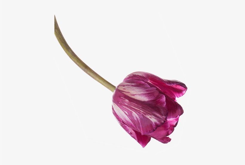 Flower Arrangements For Any Occasion - Milwaukee, transparent png